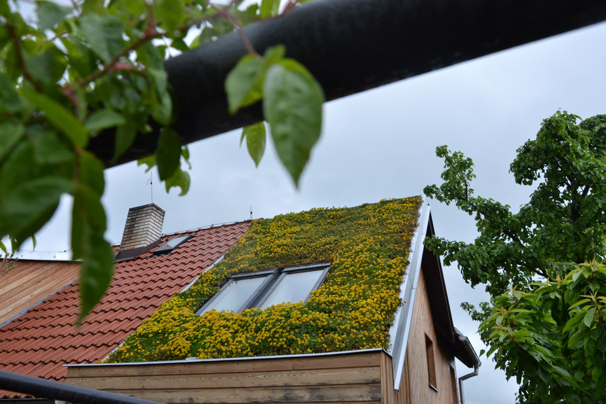 zelená střecha na rodinném domě ve Statenicích