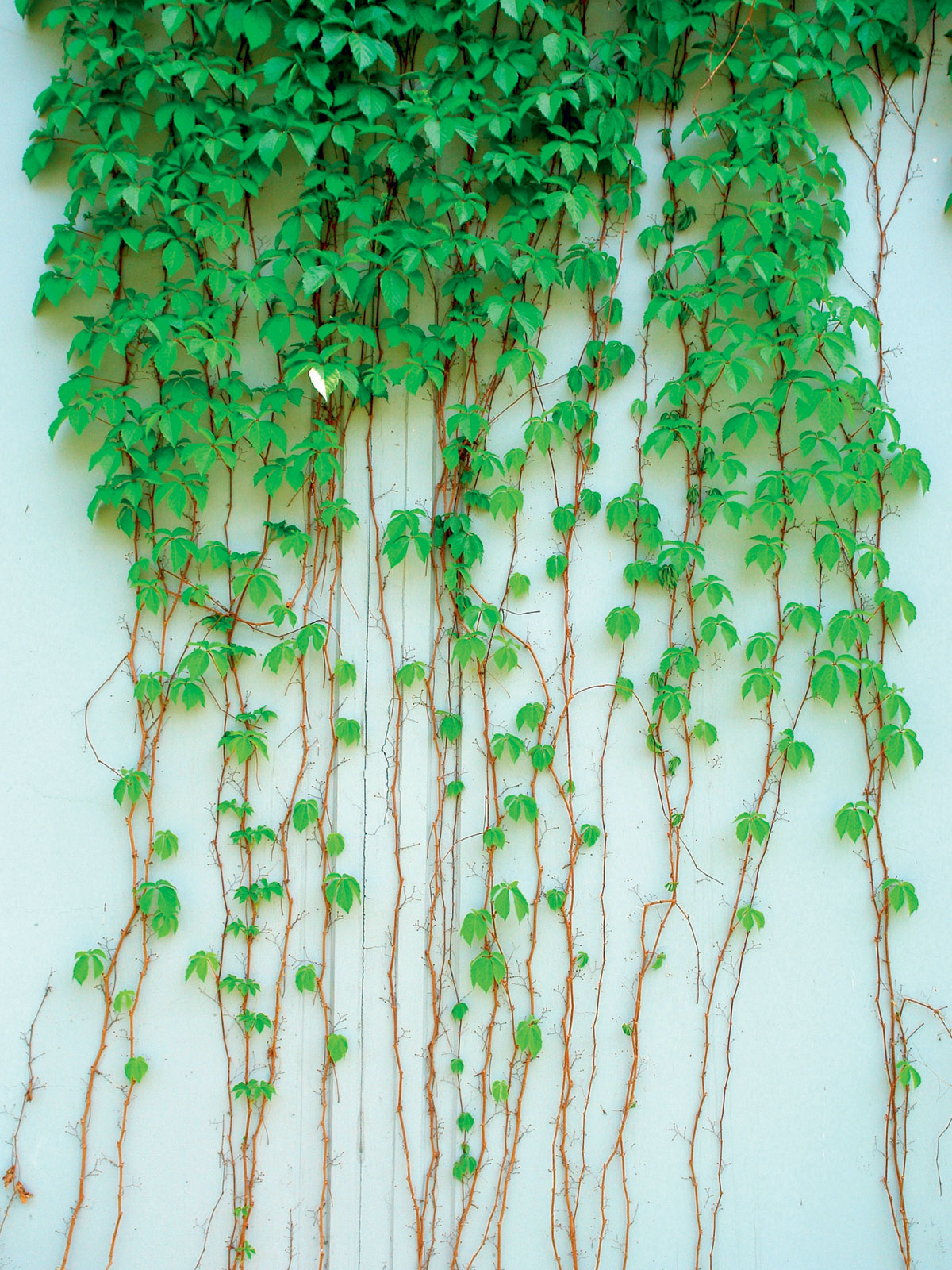 Low tech variantou zelené stěny je využití popínavých rostlin.
