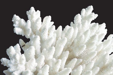 Obr. 6 – Povrch omítky Baumit StarTop připomíná strukturu korálu.