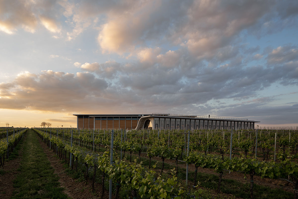 Vinařství Lahofer patří se svými 430 hektary vinic a roční produkcí okolo 800 tisíc lahví k největším pěstitelům révy u nás