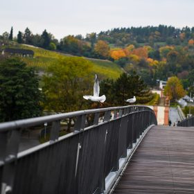 V zábradlí je také zabudované teplé žluté světlo, aby nerušilo ptáky a hmyz.
