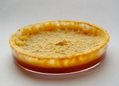  červená plíseň