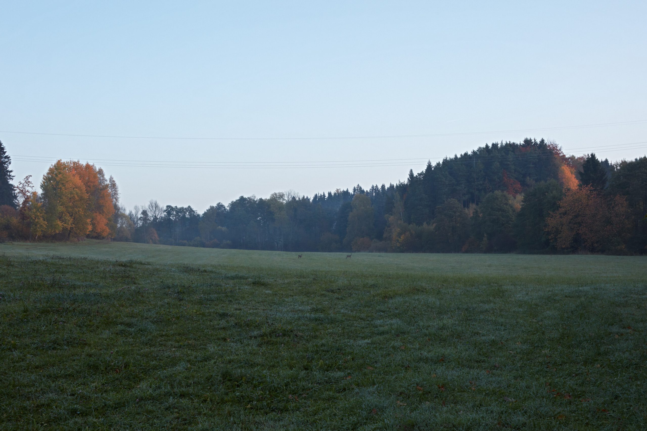 two houses deers and trees lenka mikova boysplaynice 01