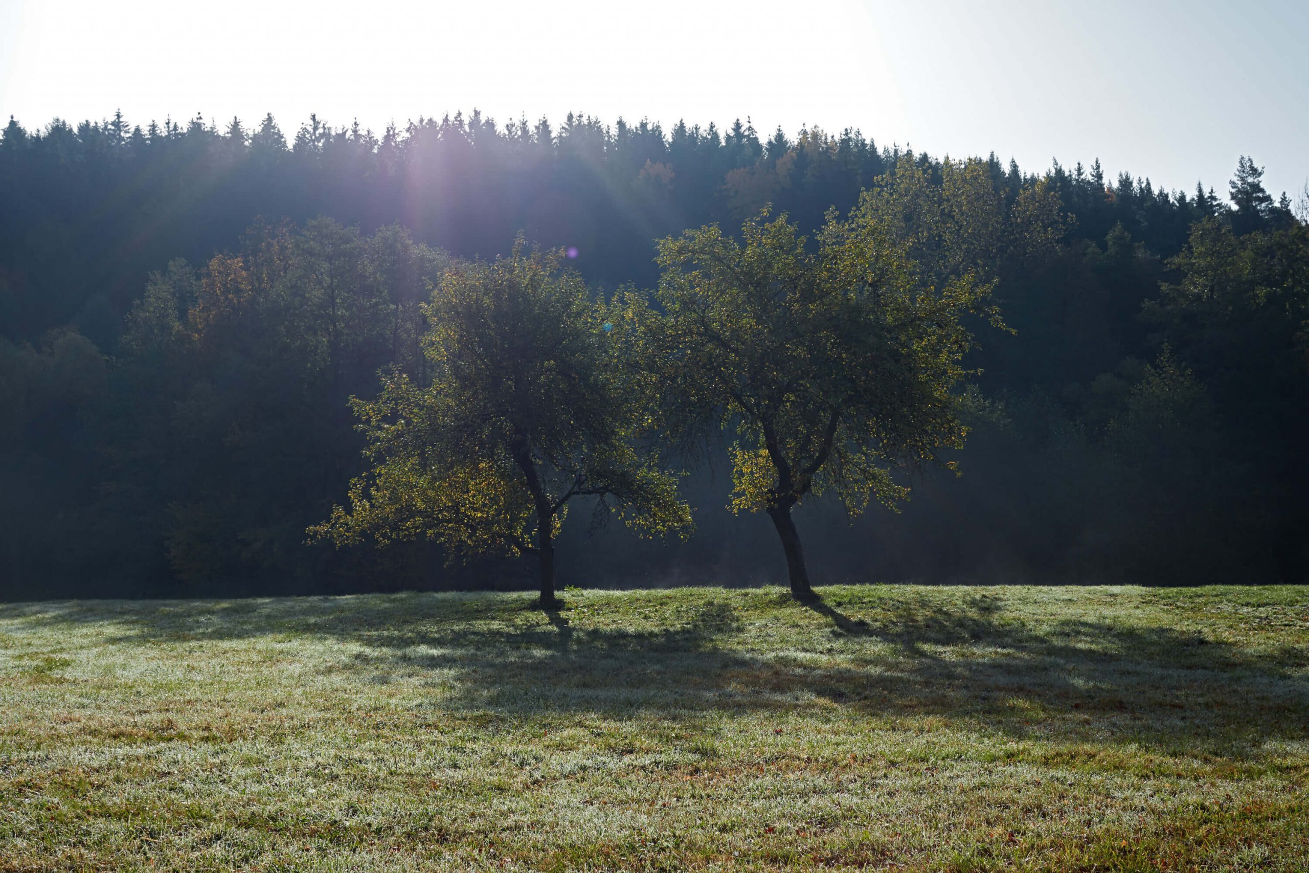 two houses deers and trees lenka mikova boysplaynice 04