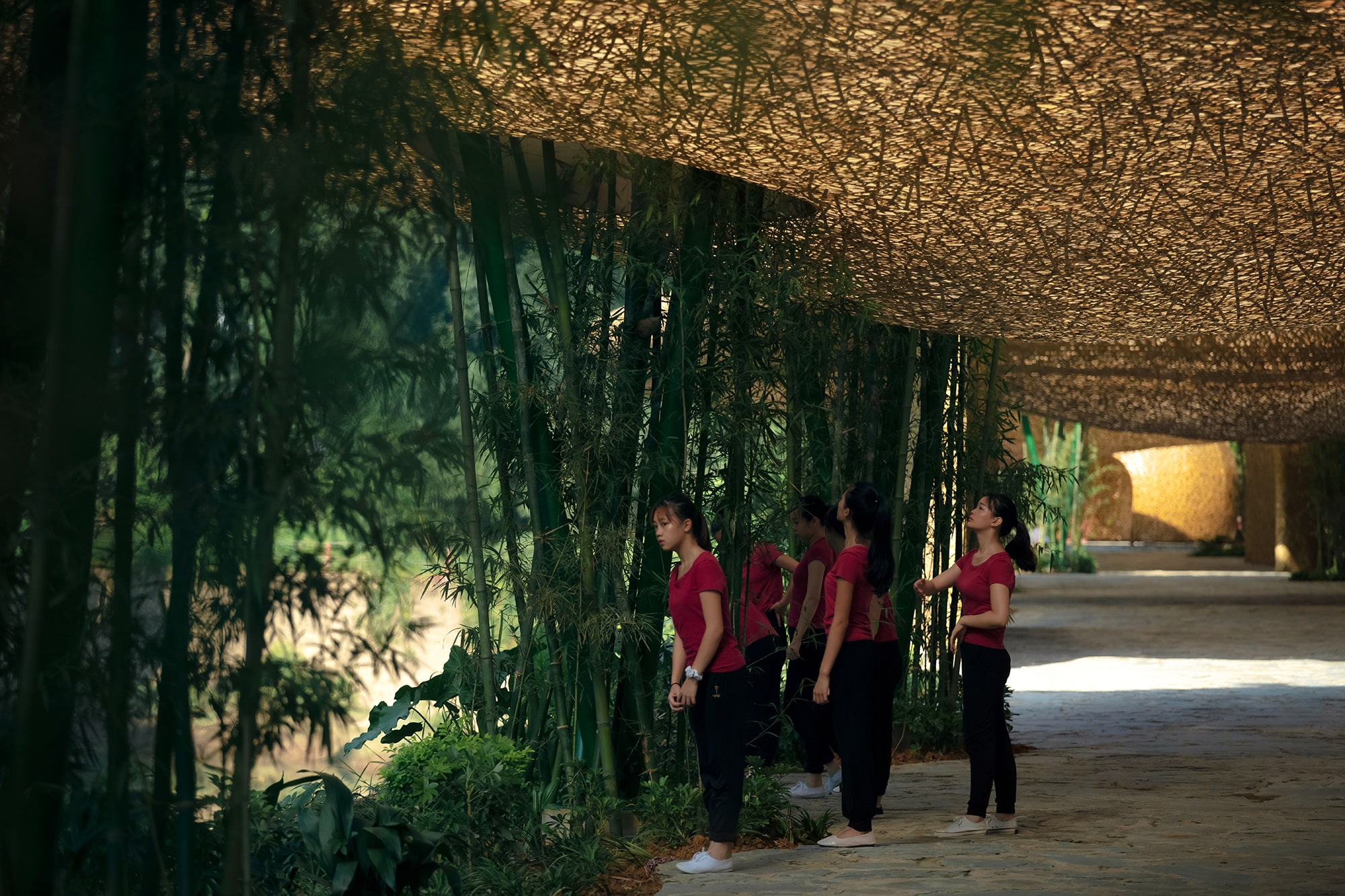 Bamboo, Bamboo, Canopy and Pavilions