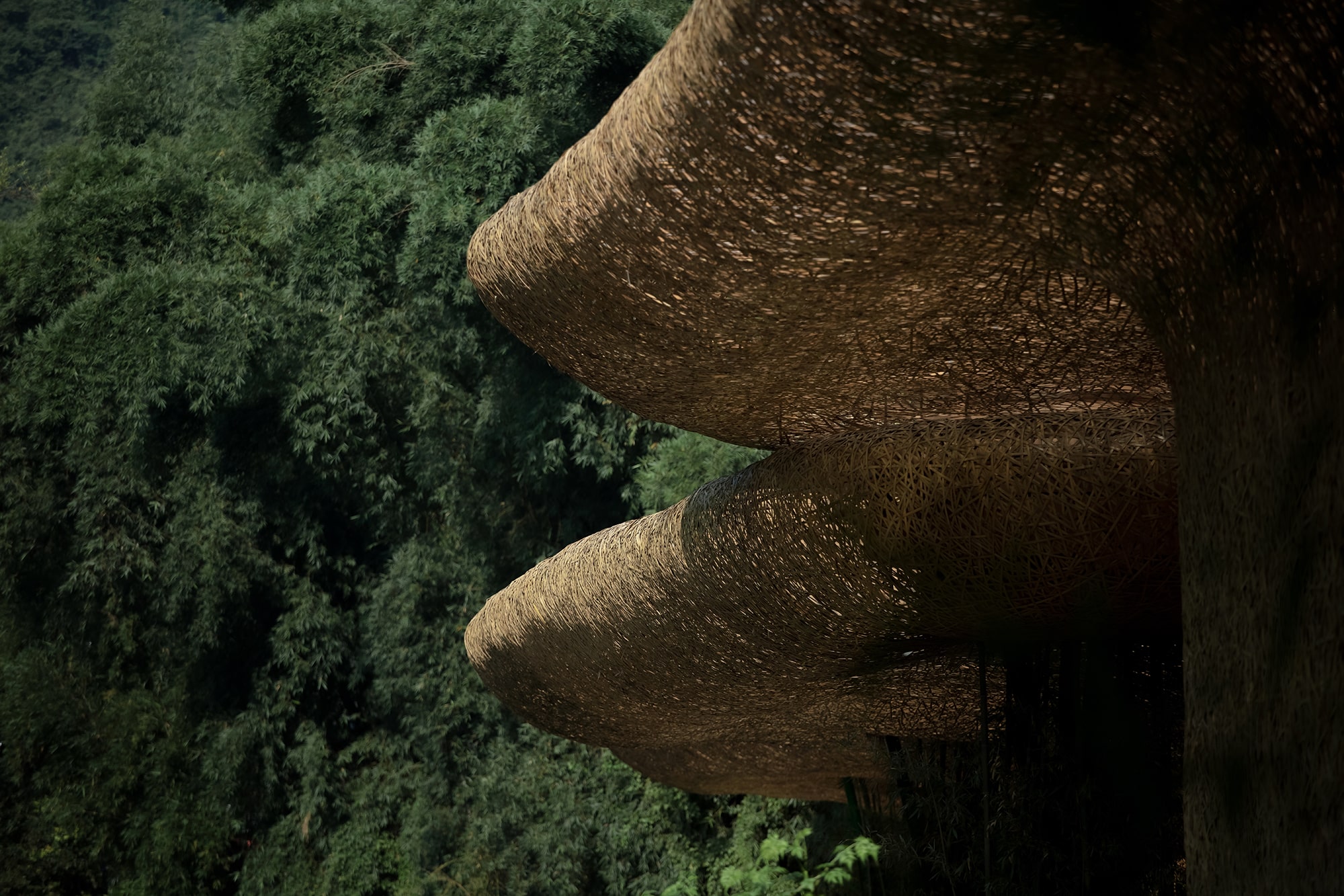 Bamboo, Bamboo, Canopy and Pavilions