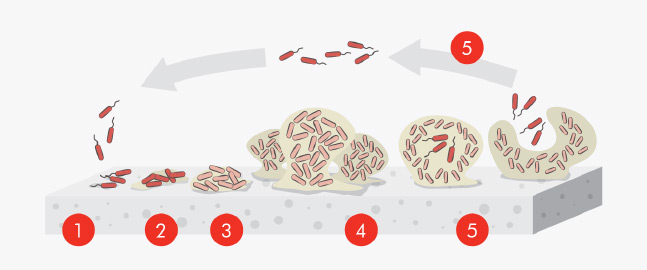 Různé fáze tvorby biofilmu : jednotlivé bakterie se objevují na povrchu podlahy (1). Pokud nejsou rychle odstraněny, vytvářejí na povrchu velmi silné vazby a umožňují přilnutí dalších mikroorganismů (2). Tato kolonie se množí (3) a vytváří zralý biofilm (4). Mikrobiální buňky postupně odumírají, ale zároveň se šíří, vytvářejí počátky nových kolonií a zvětšují tak plochu zasaženou biofilmem (5).