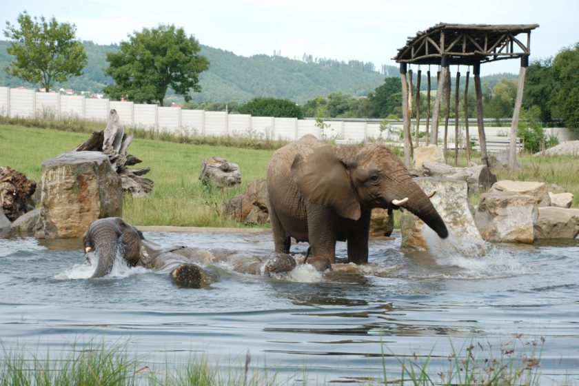 ZOO a zámek Zlín - Lešná, zoogeografické expozice Karibuni, Jaguar Trek a Afrika