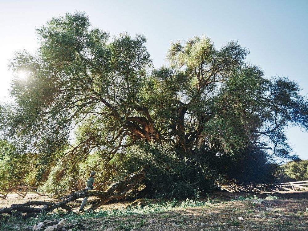 Tisíc let starý olivovník z Luras