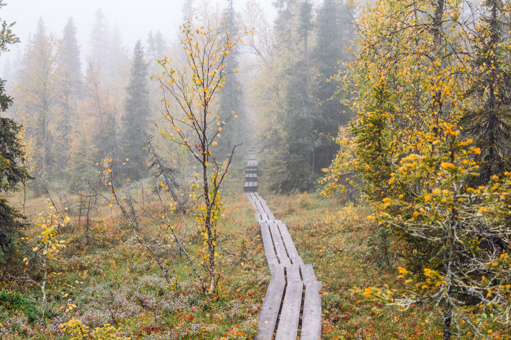 shutterstock 1236787150 Jak vznikají podzimní barvy listí a jak souvisí s klimatem