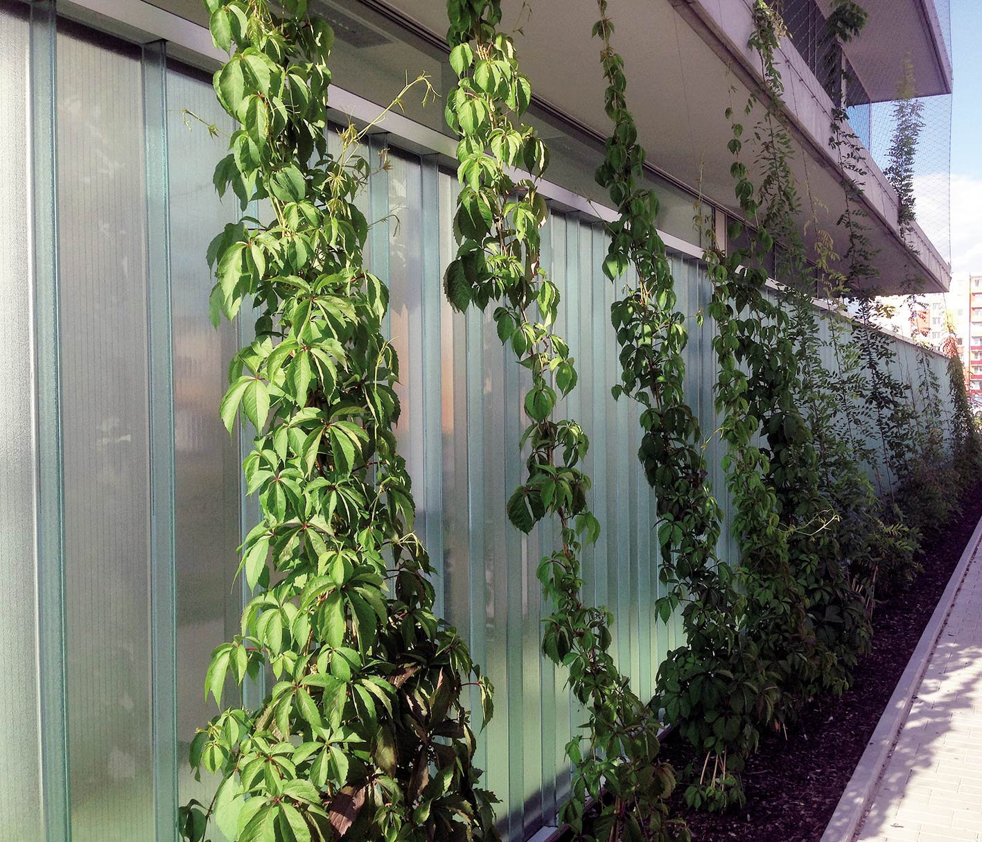 Zeleň chrání budovu před přímým slunečním zářením a vytváří příjemné mikroklima na obvodu budovy.