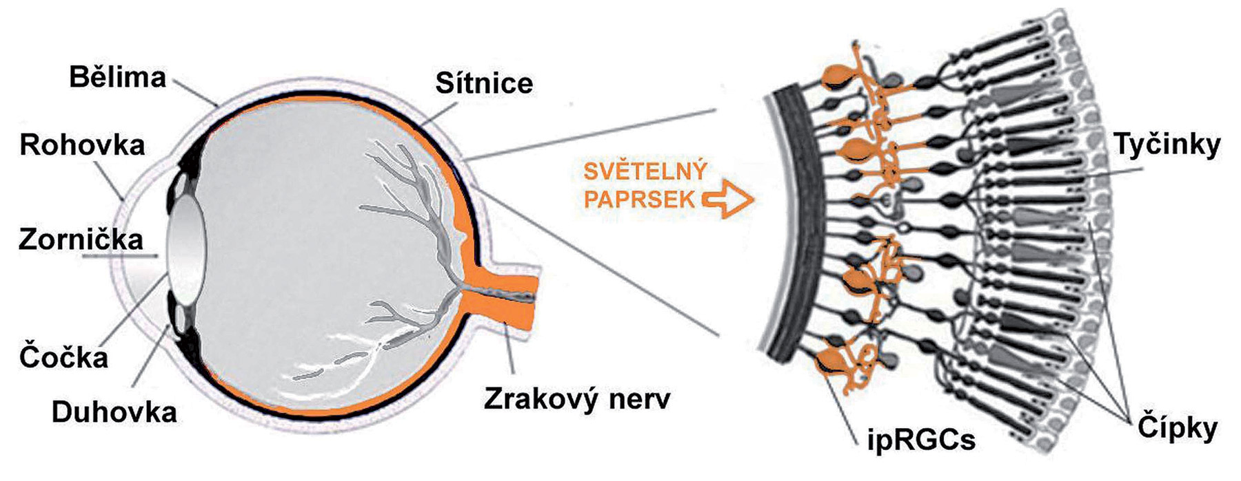 Obr. 1 Schematický řez lidským okem, detail sítnice se třemi typy fotoreceptorů.